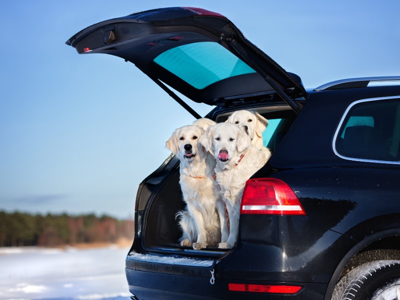 Gumijasta korita za prtljažnik preprečujejo poškodbe preproge, ko s seboj vzamete psa.
