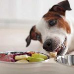 živila primerna za psa