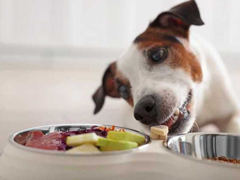 Katera živila so najbolj primerna za psa?